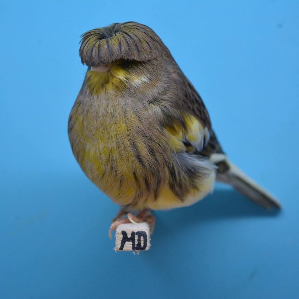 canary birds, gloster canary, belgian canary, canary คือ