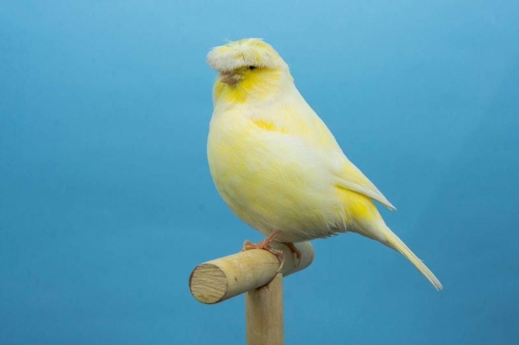 canary birds, gloster canary, belgian canary, canary คือ