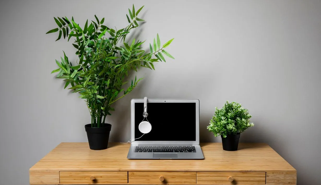 5 ต้นไม้มงคลที่ควรมีประดับโต๊ะทำงาน